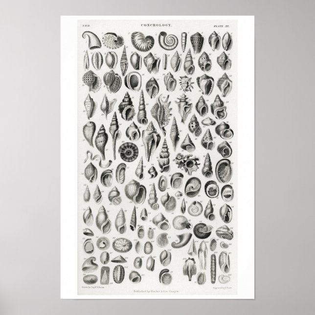 VINTAGE CONCHOLOGY ILLUSTRATION  POSTER (Front)
