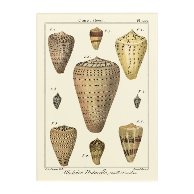 Vintage Cone Shells Acrylic Print (Front)