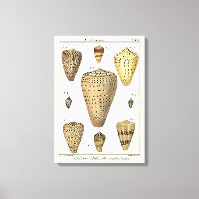 Vintage Cone Shells Canvas Print (Front)