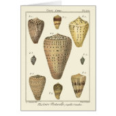 Vintage Cone Shells Cards (Front)