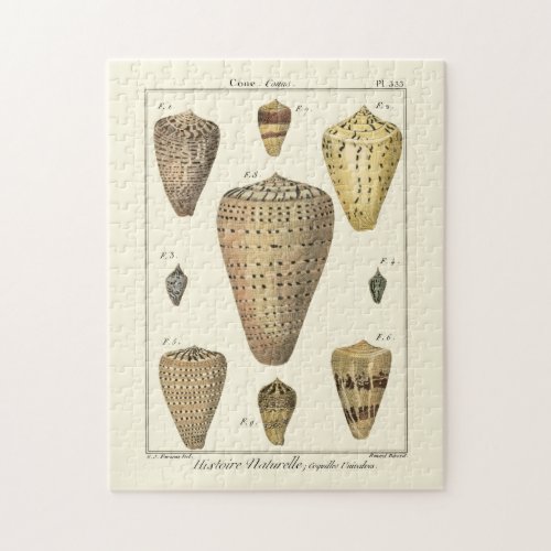 Vintage Cone Shells Jigsaw Puzzle