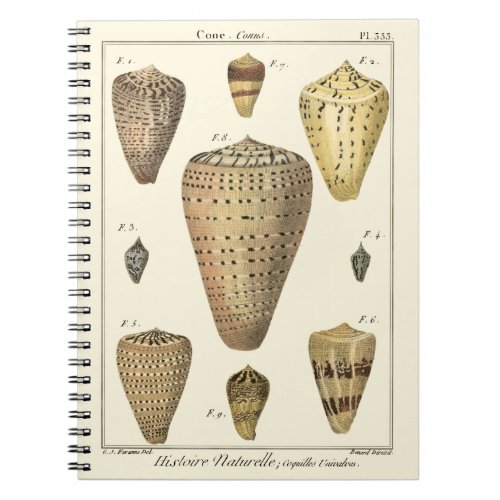 Vintage Cone Shells Notebook