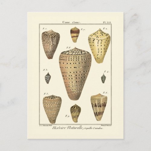 Vintage Cone Shells Postcard