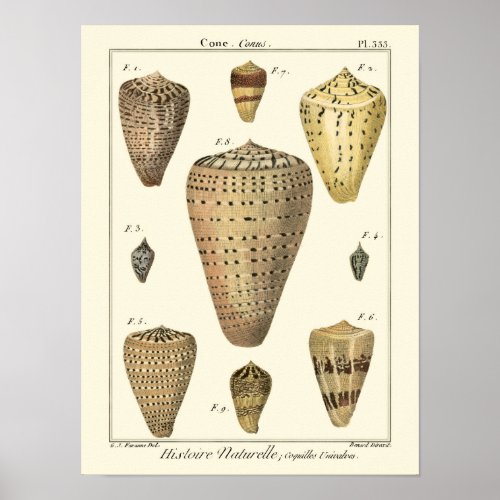 Vintage Cone Shells Poster