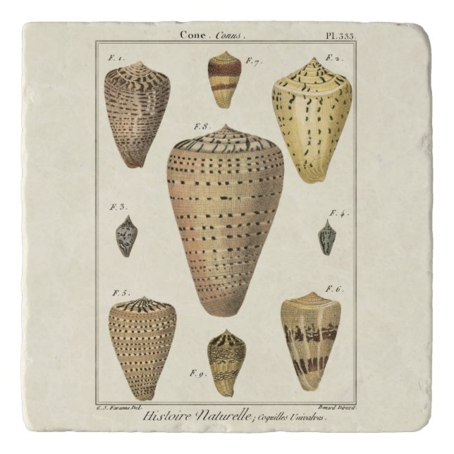 Vintage Cone Shells Trivet (Front)