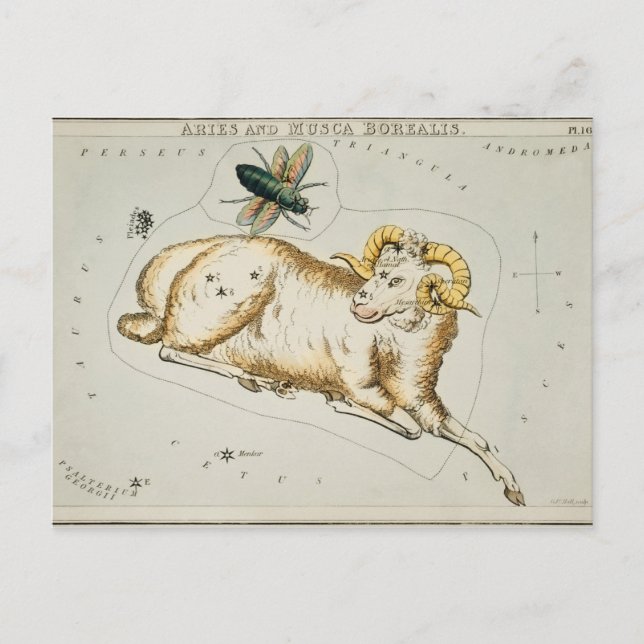 Vintage Constellation Illustration Postcard (Front)