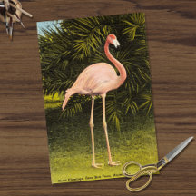 Vintage Coral Flamingo at Miami FL Rare Bird Farm