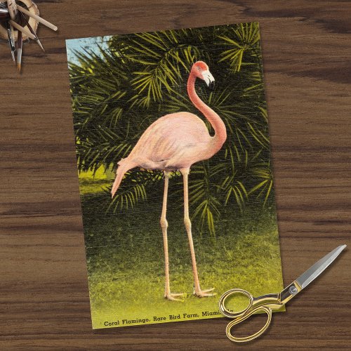 Vintage Coral Flamingo at Miami FL Rare Bird Farm Tissue Paper