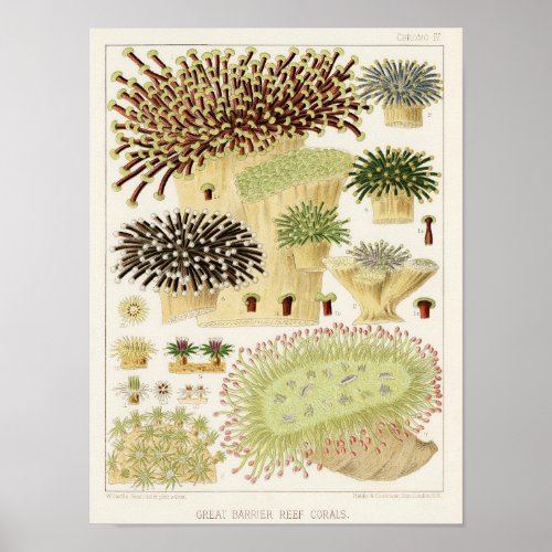 Vintage Coral Great Barrier Reef Fishes 13 Poster