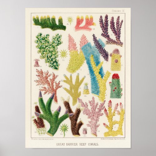 Vintage Coral Great Barrier Reef Fishes 14 Poster