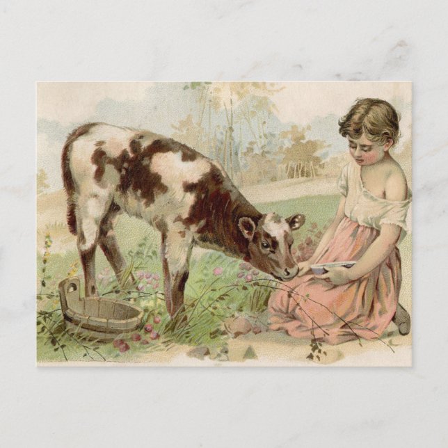 Vintage Country Girl Feeding Calf Postcard (Front)
