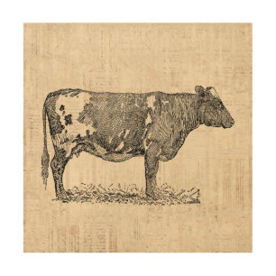 Vintage Cow Art Illustration w/ Script Background