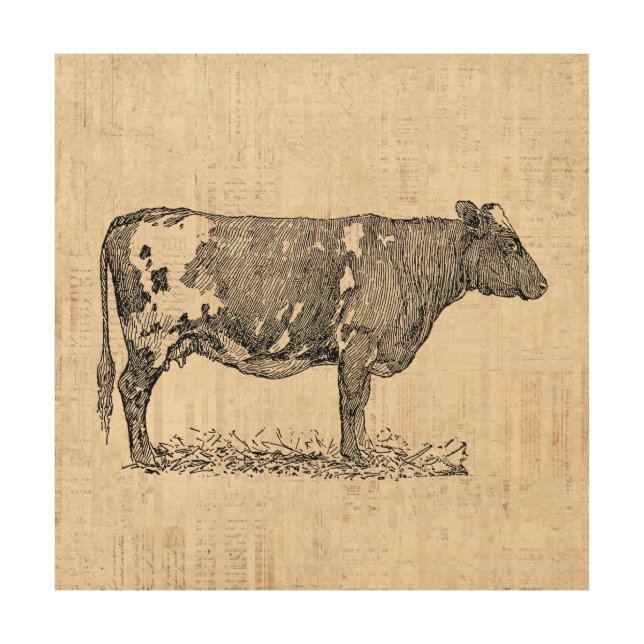 Vintage Cow Art Illustration w/ Script Background (Front)