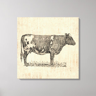 Vintage Cow Art Illustration w/ Script Background Canvas Print