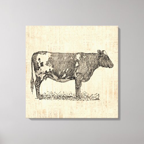 Vintage Cow Art Illustration w Script Background Canvas Print