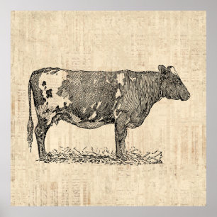 Vintage Cow Art Illustration w/ Script Background Poster