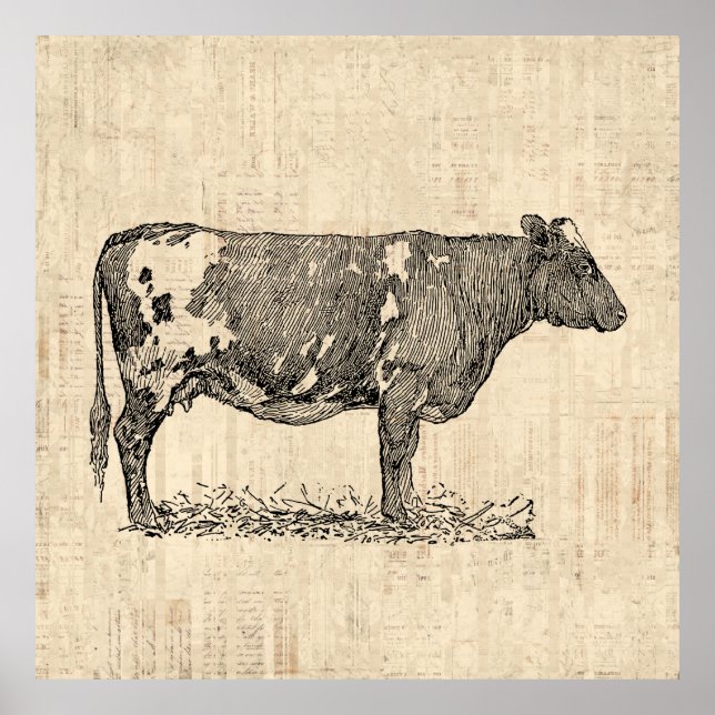 Vintage Cow Art Illustration w/ Script Background Poster (Front)