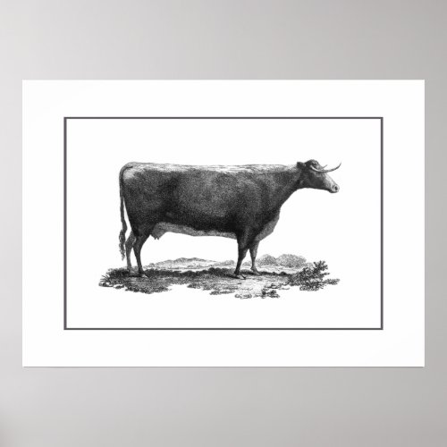 Vintage cow etching poster with borders