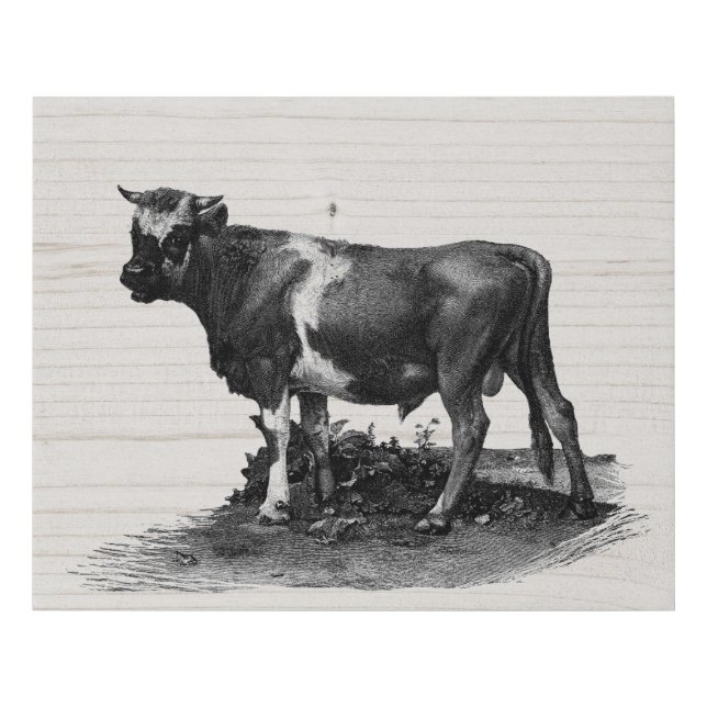Vintage Cow lllustration Faux Canvas Print (Front)