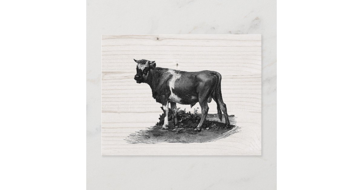 Vintage Cow lllustration Postcard | Zazzle