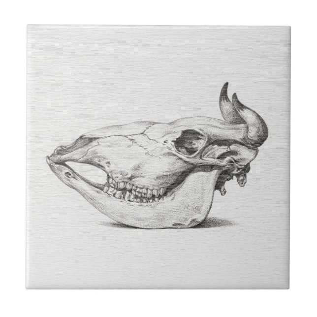 Vintage Cow Skull Sketch Ceramic Tile (Front)