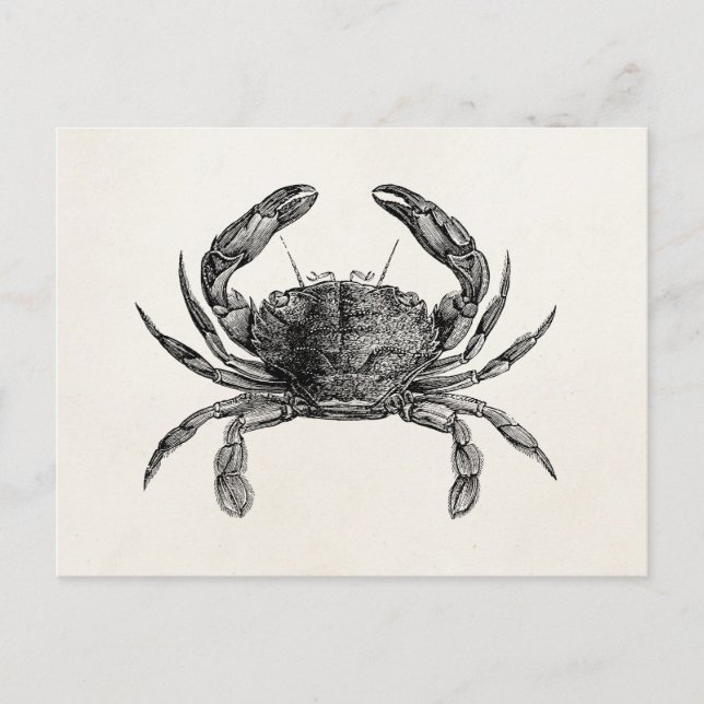Vintage Crab Antique Crabs Personalized Template Postcard (Front)
