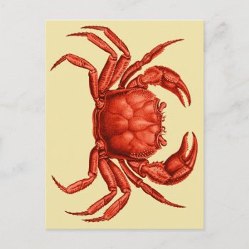 Vintage Crab Design Postcard by elizme1 at Zazzle