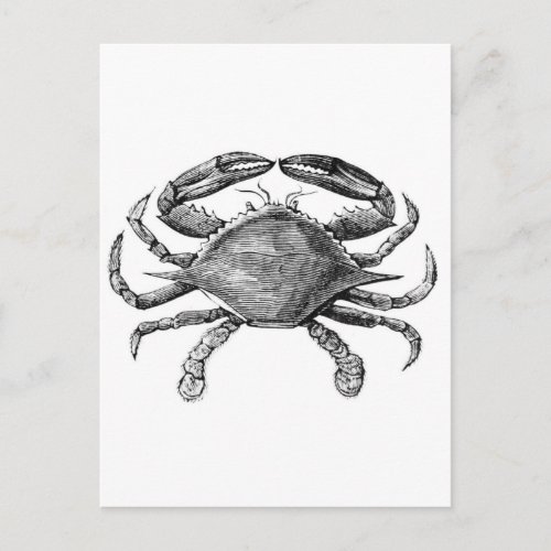 Vintage Crab Drawing Postcard