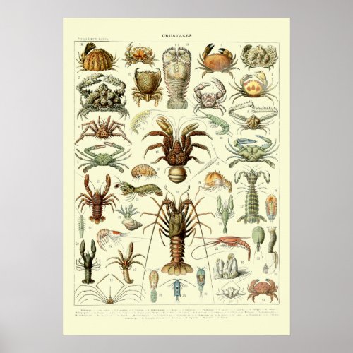 Vintage Crabs by Adolphe Millot Poster