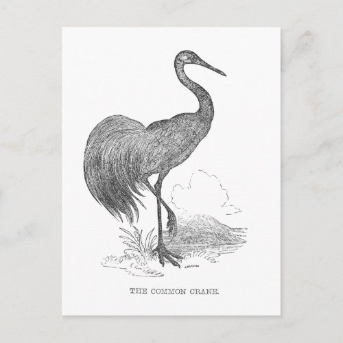 Vintage Crane Bird Pen and Ink Drawing Postcard