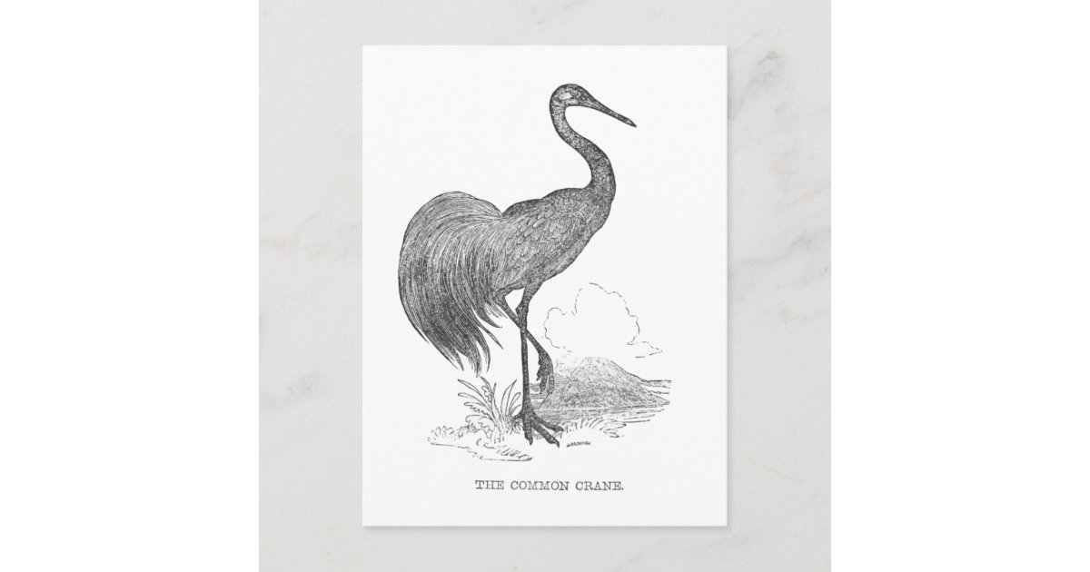 Vintage Crane Bird Pen and Ink Drawing Postcard | Zazzle