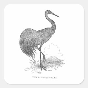 Vintage Crane Bird Pen and Ink Drawing Square Sticker