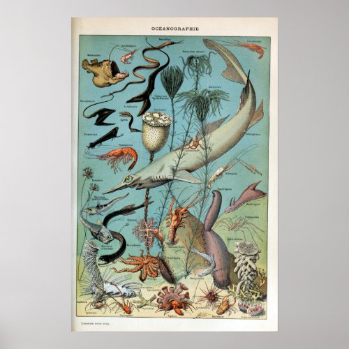 Vintage Creatures of the Ocean Sea Life Poster
