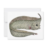 Vintage Crested Oarfish Fish, Marine Aquatic Life