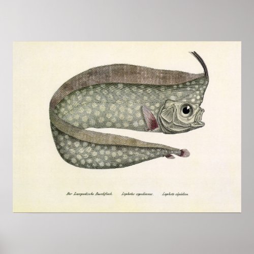 Vintage Crested Oarfish Fish Marine Aquatic Life Poster