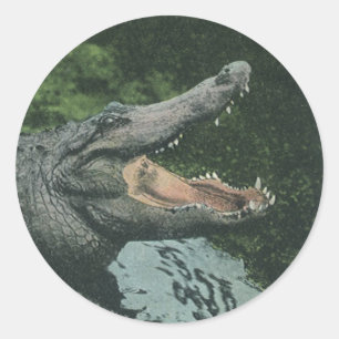 Vintage Crocodile Reptiles, Marine Animal Life Classic Round Sticker