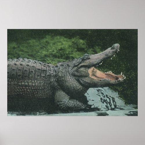 Vintage Crocodile Reptiles Marine Animal Life Poster