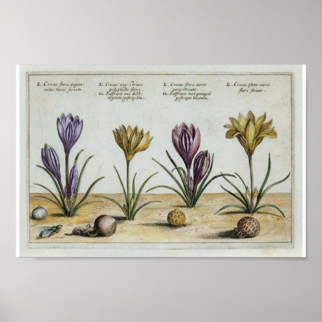 Vintage Crocus Print (Front)
