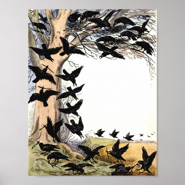 Vintage Crow Border Illustration Poster Zazzle