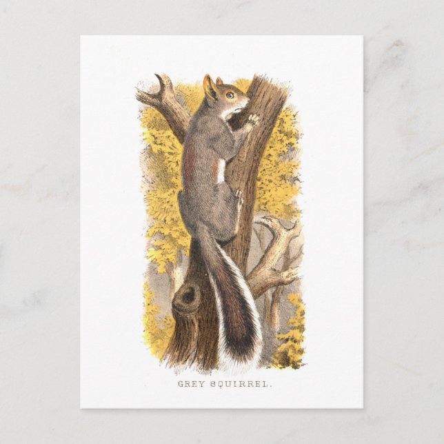 Vintage Cute Grey Squirrel Lithograph Postcard (Front)