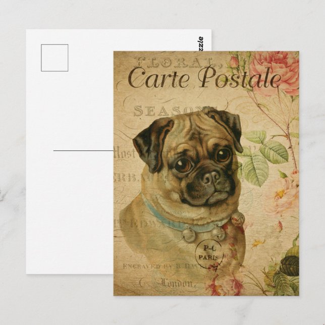 Vintage Cute Pug Dog Postcard (Front/Back)