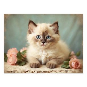 Vintage Cute Ragdoll Kitten Portrait Flowers Sweet Photo Print