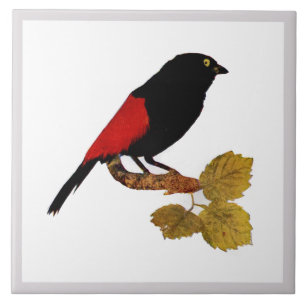Vintage Cute Red Bright Colourful Bird and Foliage Ceramic Tile