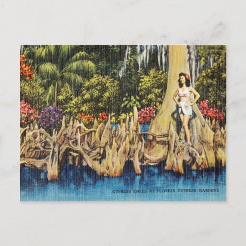 Vintage Cypress Knees at Florida Cypress Gardens Postcard