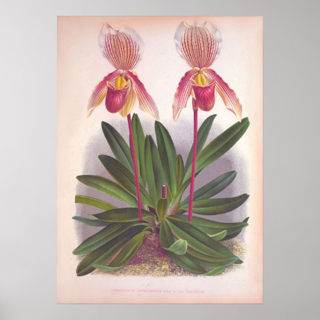 Vintage Cypripedium Athuranium Pink Slipper Orchid Poster (Front)