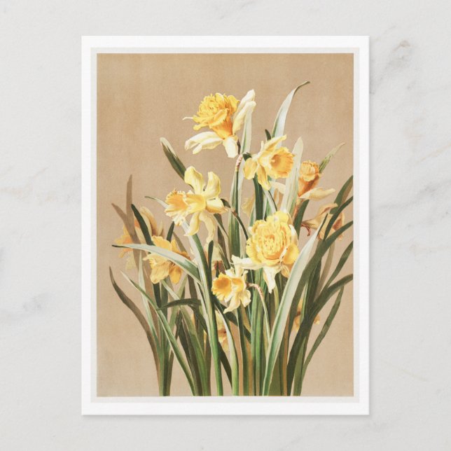 Vintage Daffodil Postcard (Front)