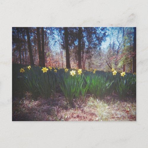 Vintage Daffodil Postcard