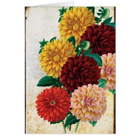 Vintage Dahlias Cards (Front)