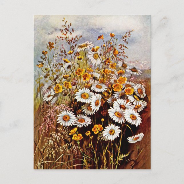 Vintage Daisy Buttercup Wildflowers  Postcard (Front)