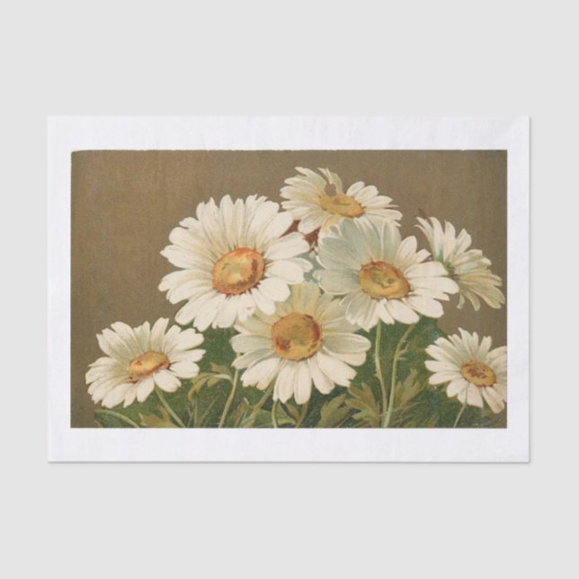 Vintage Daisy Tissue Paper (Front)